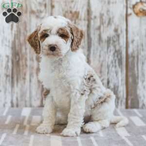 Hamilton, Mini Labradoodle Puppy